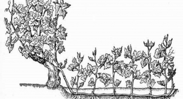 Jak množit hrozny vzduchem a zelenými vrstvami na jaře, v létě a na podzim